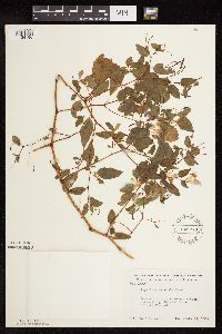 Impatiens capensis image