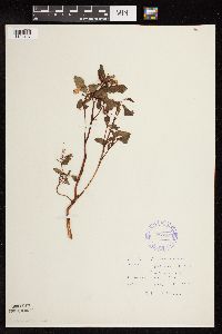 Impatiens capensis image