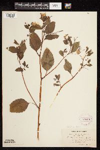 Impatiens capensis image
