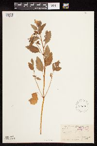 Impatiens capensis image