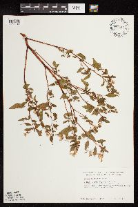 Impatiens capensis image