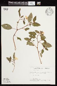 Impatiens capensis image