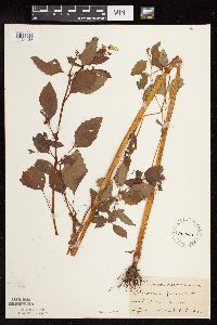 Impatiens capensis image