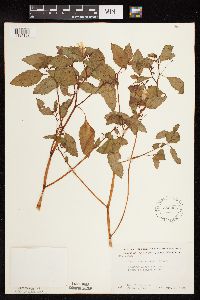 Impatiens capensis image
