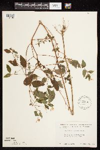 Impatiens capensis image