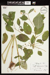 Impatiens pallida image