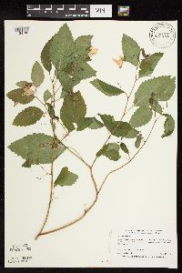 Impatiens pallida image