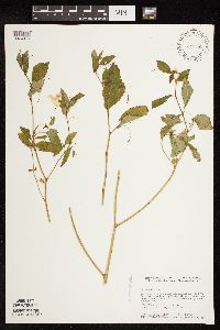 Impatiens pallida image