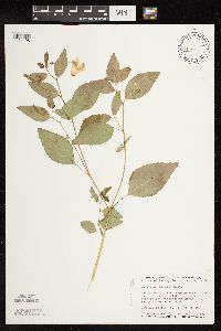 Impatiens pallida image