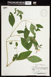 Impatiens pallida image