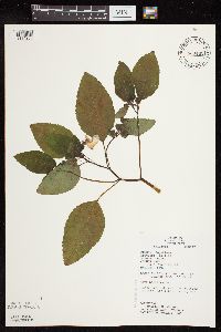 Impatiens pallida image