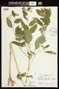 Impatiens pallida image