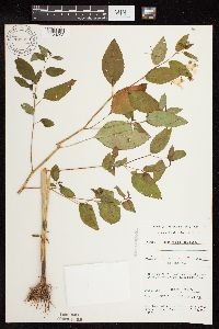 Impatiens pallida image