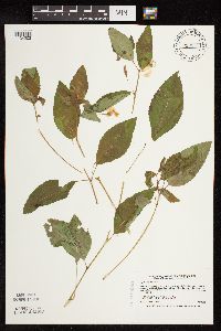 Impatiens pallida image