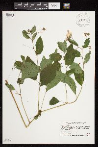 Impatiens pallida image