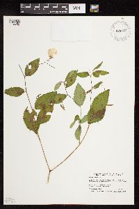 Impatiens pallida image