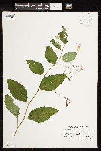 Impatiens pallida image