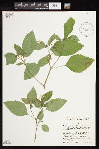 Impatiens pallida image