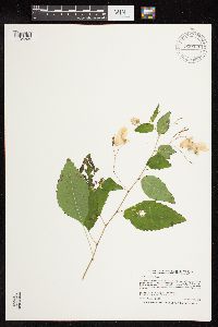 Impatiens pallida image