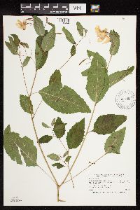 Impatiens pallida image