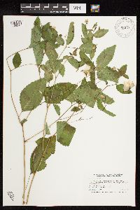 Impatiens pallida image