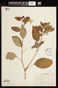 Impatiens pallida image