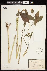 Impatiens pallida image
