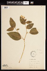 Impatiens pallida image