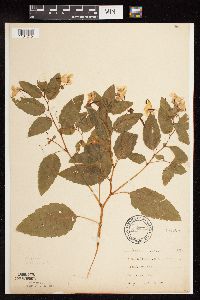 Impatiens pallida image