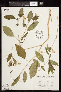 Impatiens pallida image