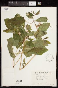 Impatiens pallida image