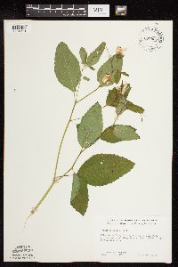 Impatiens pallida image