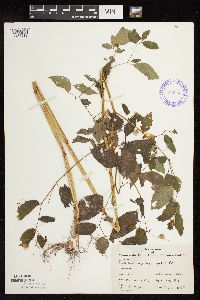 Impatiens pallida image