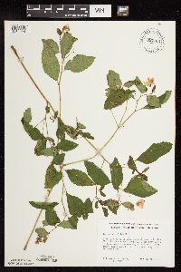 Impatiens pallida image