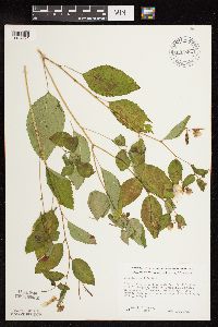 Impatiens pallida image