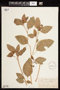 Impatiens pallida image