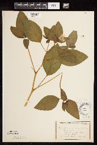Impatiens pallida image