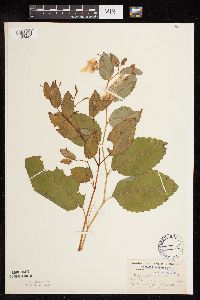 Impatiens pallida image