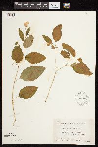 Impatiens pallida image