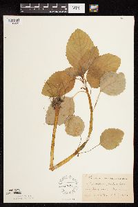 Impatiens pallida image