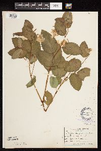 Impatiens pallida image