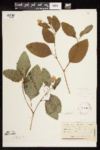 Impatiens pallida image