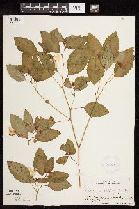 Impatiens pallida image