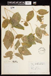 Impatiens pallida image