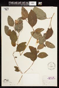 Impatiens pallida image