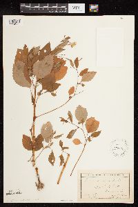 Impatiens pallida image