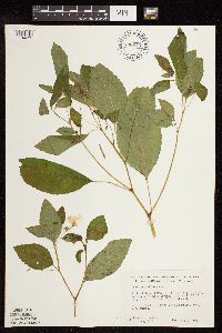 Impatiens pallida image