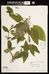 Impatiens pallida image