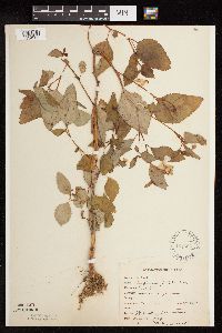Impatiens pallida image