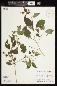 Impatiens pallida image